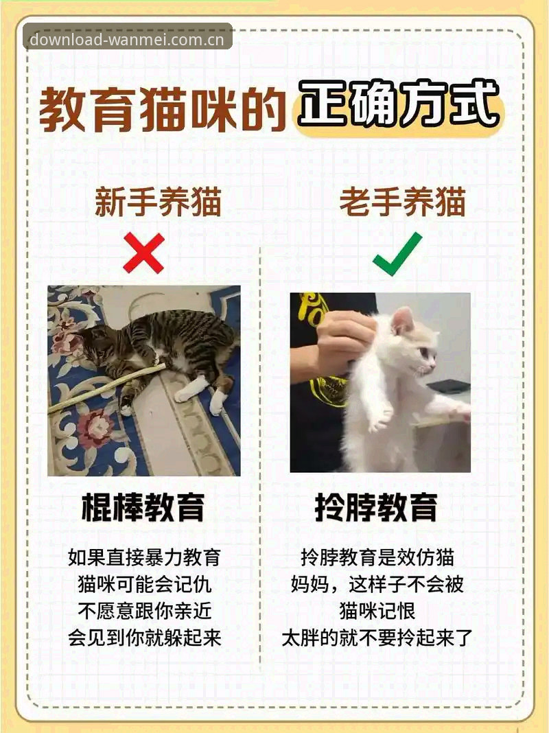 懂行的人分享：完美体育app安卓版和CN入口到底怎么选？实战经验拆解